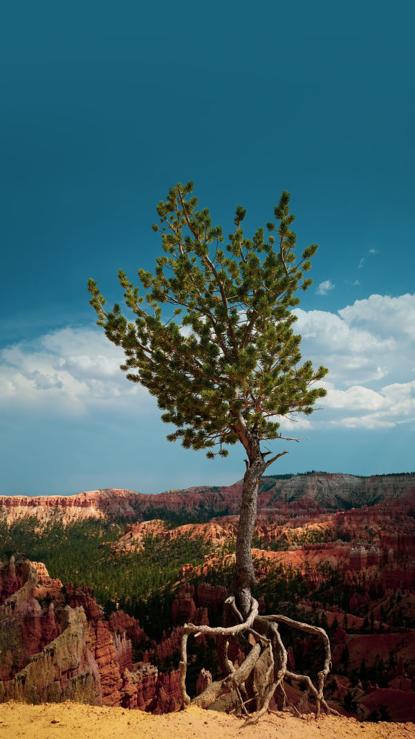 The Soil's Silent Defenders