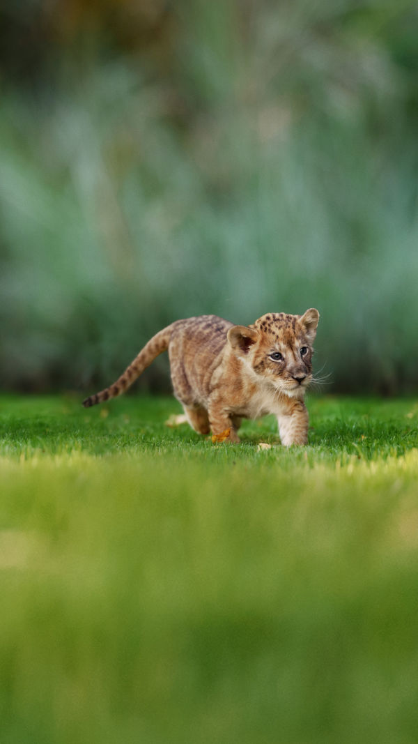 Collective Animal Care