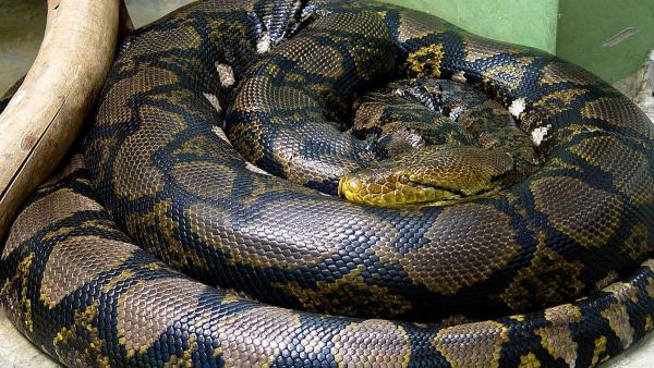 Ilustrasi ular Piton.