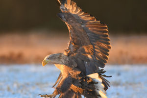 On the Wings of Majesty