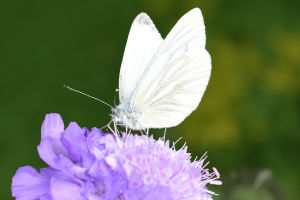 Fluttering Marvels