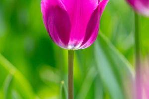 Tulip