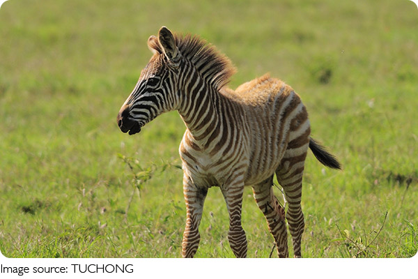 Rahasia Garis Zebra