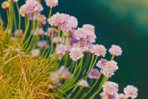 From Shore to Garden