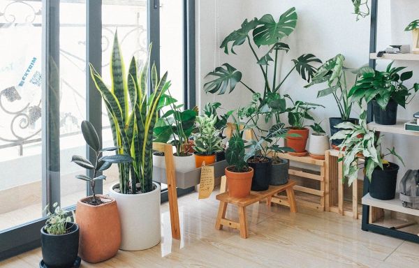 15 Jenis Tanaman Hias Daun untuk Dekorasi Fresh dan Natural!