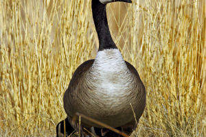 The Canada Geese