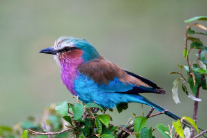 Africa's Flying Jewel