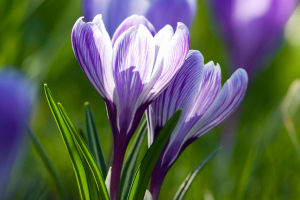 Saffron: Culinary Gold