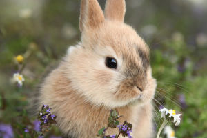 Rabbit Tail Functions