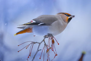 Bird Migrations and Survival