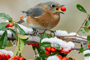 European Robin