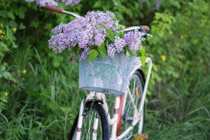 Whispers of Lilac