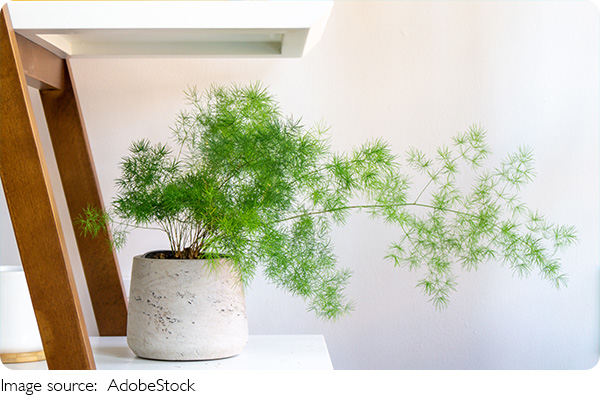 Houseplant Blooms!