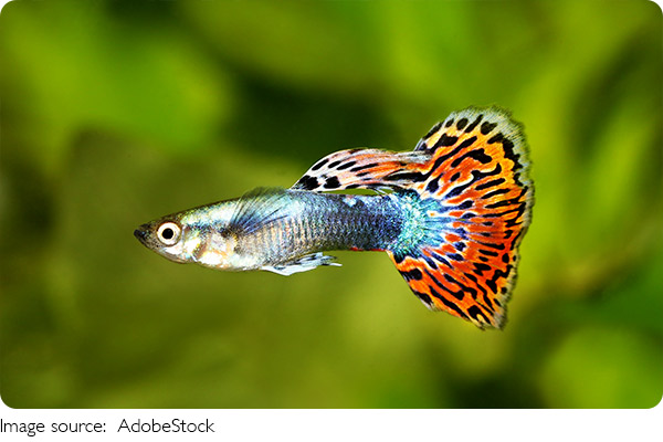 Easiest Fish to Care for