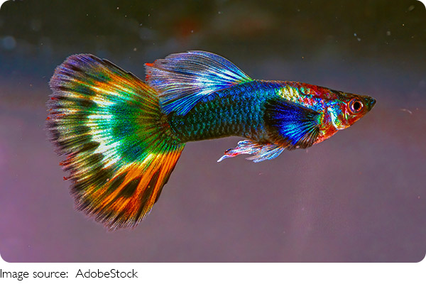 Ofiste Balık Terapisi