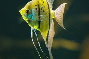 Fish Respiratory Secrets