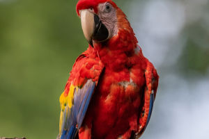 Chattering Charmers