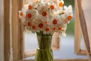 Flower Care Tips