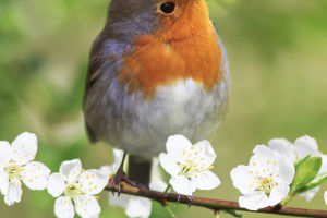 Birds Songs Boost Mood