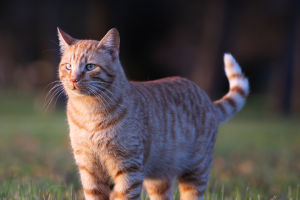 Feline Paradox
