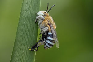 Bee Sleep Study