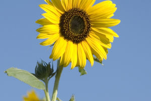 Sunflower Secrets Unveiled