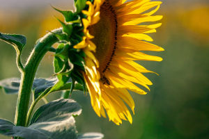 Sunflower Dynamics