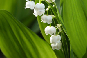 Flower Toxicity Analysis