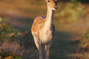 Untold secret of Sika Deer