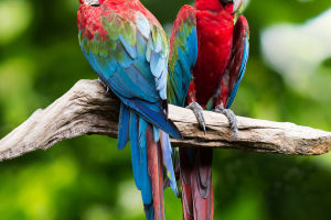 Parrot Intelligence Insights