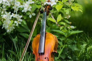 Violin Evolution and Impact