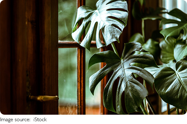 Folhas amarelas