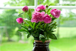 Flower Care