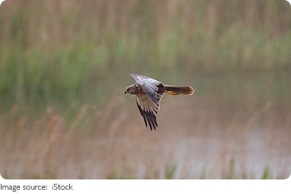 Observation des oiseaux