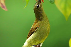 Birds: Language and Learning