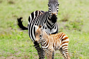Introduction to Zebras