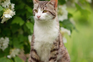 Cat Tail Signals: Insights