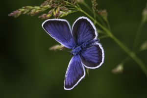 Mysteries of Butterflies