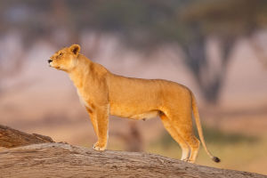 Wild Kingdoms