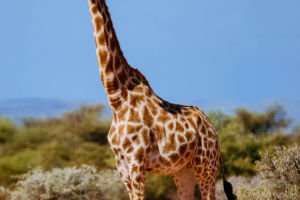 Giraffe Facts