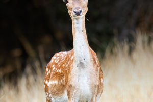 European Fallow Deer Secrets