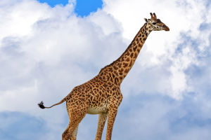 Giraffe Secrets Revealed