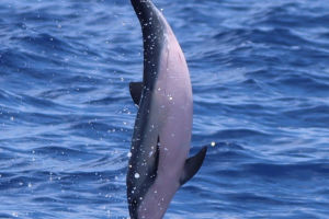 Exploring Dolphin Cognition