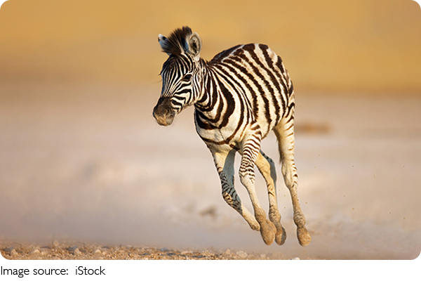 Why Zebras Wear Stripes