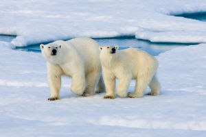 Facts about Polar Bear