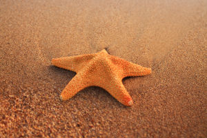 Starfish: Mysteries Unveiled