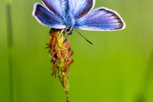 Enchanting Butterfly Secrets