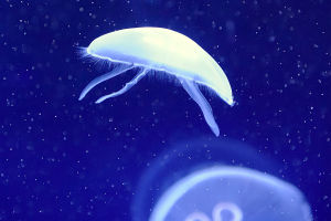 Jellyfish Insights