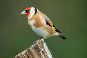 Colorful Reproduction