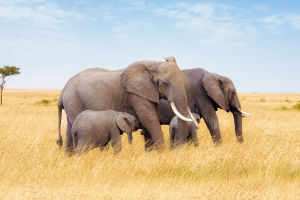 Elephant Fun Facts